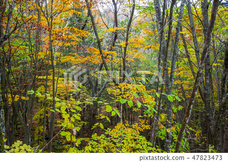 Autumn leaves of Nagano Prefecture Kabezaka Kogen 47823473
