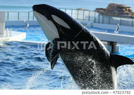 Kamogawa Seaworld, killer whale, 鯱 - Stock Photo [47823792] - PIXTA