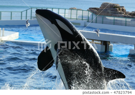 Kamogawa Seaworld, killer whale, 鯱 47823794