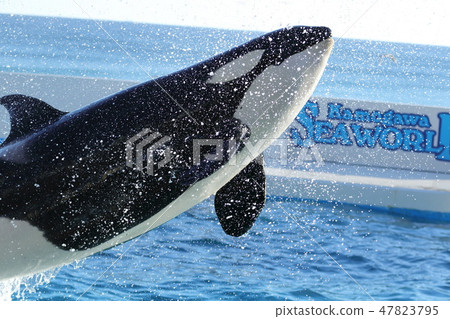 Kamogawa Seaworld，虎鯨，鯱 47823795