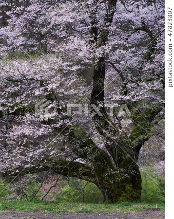 橋(櫻花縣)的櫻花 橋(櫻花縣)的櫻花 47823807
