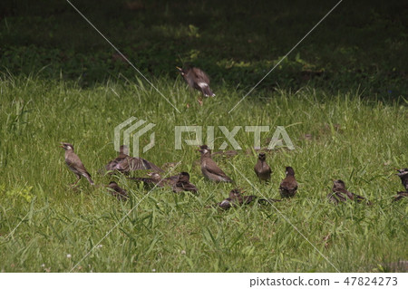 A group of starlings 47824273