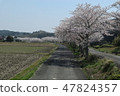 Row of cherry trees 47824357