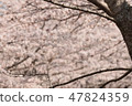 Cherry Blossoms	 47824359
