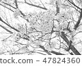 Cherry blossoms (monochrome) 47824360