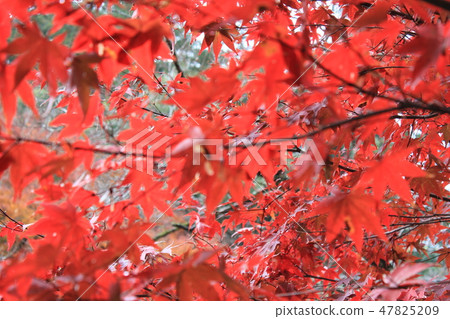 Autumn leaves hunting - ★ - ★ ★ Maple ★ ★ - ★ - Autumn leaves hunting - ★ - ★ ★ Maple ★ ★ - ★ - 47825209