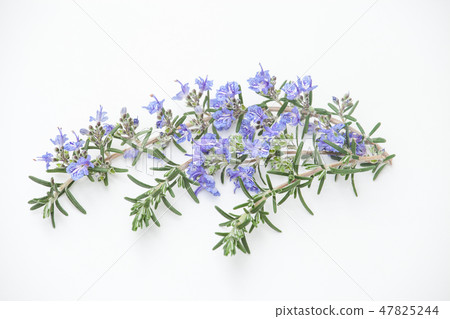 藍色花迷迭香 47825244