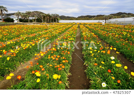 1月立山37 Poppy Field·Tateyama Family Park 1月立山37 Poppy Field·Tateyama Family Park 47825307