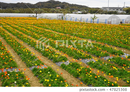 January Tateyama 36 poppy field · Tateyama family park January Tateyama 36 poppy field · Tateyama family park 47825308