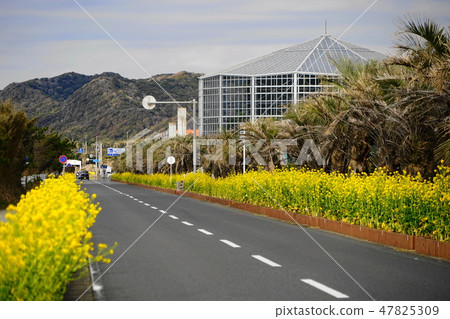 1月立山35強姦花 博索總花線 照片素材 圖片 圖庫