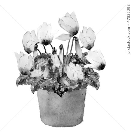 Cyclamen potted water ink painting monotone 47825398