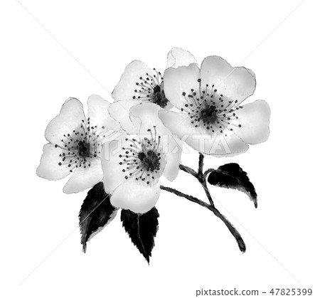 Pink Neubara Nori ink painting picture monotone 47825399