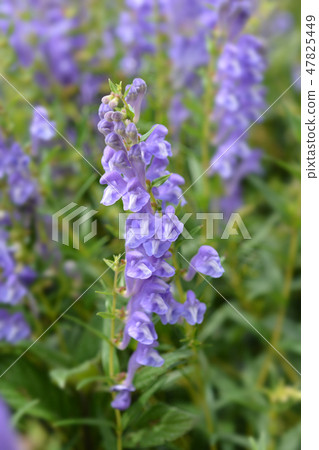 Bunchleaf penstemon Bunchleaf penstemon 47825449