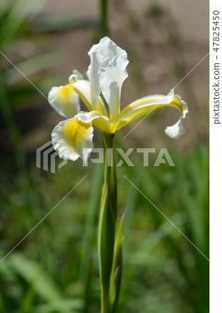Turkish iris Turkish iris 47825450