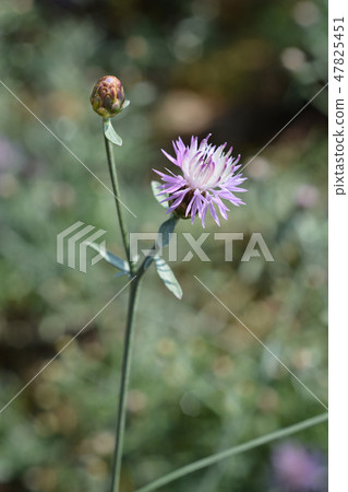 Croatian endemic cornflower Croatian endemic cornflower 47825451