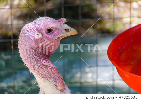 Close up of a white turkey's head Close up of a white turkey's head 47825533
