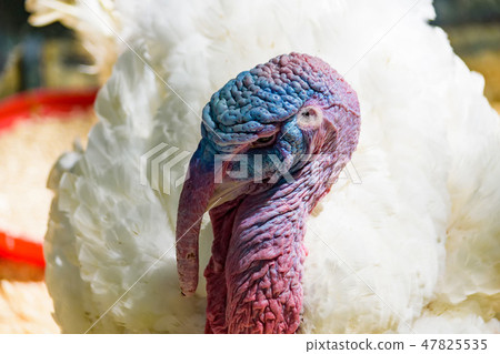 Close up of a white turkey's head 47825535
