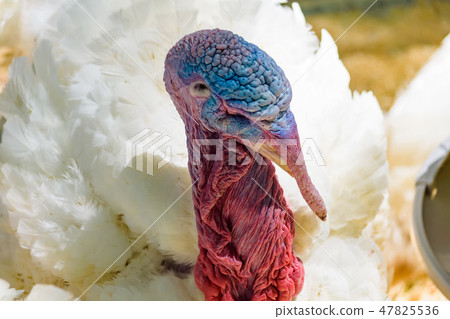 Close up of a white turkey's head Close up of a white turkey's head 47825536