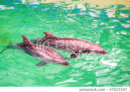 Cute dolphins in pool water in dolphinarium 47825597