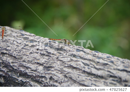 Red dragonfly Akiakane Red dragonfly Akiakane 47825627