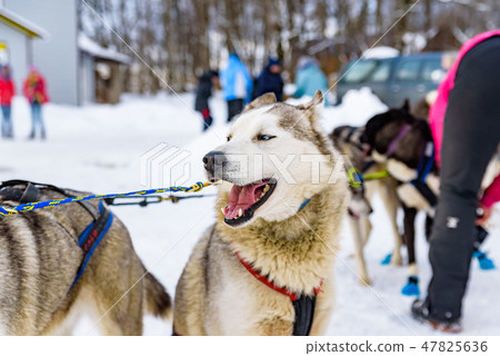 Close up beautiful Husky dogs used for sledding in snowy Russian city Close up beautiful Husky dogs used for sledding in snowy Russian city 47825636
