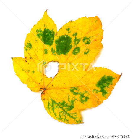 Autumn leaf with hole on white background Autumn leaf with hole on white background 47825958