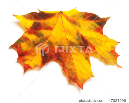 Autumn maple-leaf Autumn maple-leaf 47825996