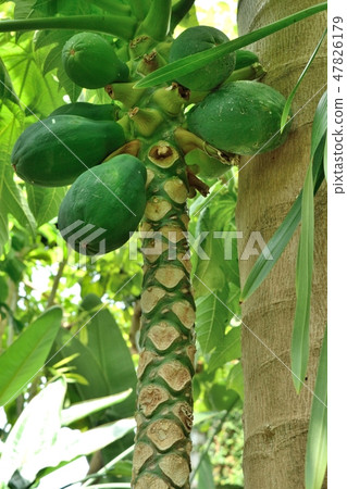 Papaya tree blue real up Papaya tree blue real up 47826179