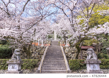 Kyoto Kensui Shrine Sakura's Point of View Kyoto Ohanamiya Kyoto Tourist Spot 47826444