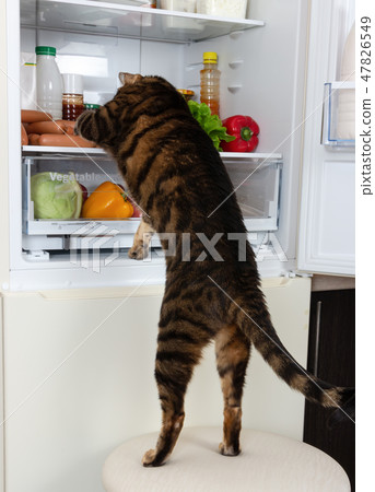 Cat steals sausage from the refrigerator Cat steals sausage from the refrigerator 47826549