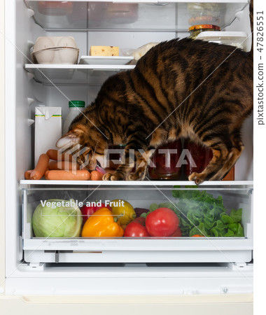 Hungry cat in the refrigerator steals sausage Hungry cat in the refrigerator steals sausage 47826551