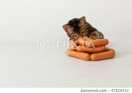 Domestic cat steals sausage on table Domestic cat steals sausage on table 47826552