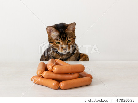 Hungry cat being tempted by sausages on table Hungry cat being tempted by sausages on table 47826553