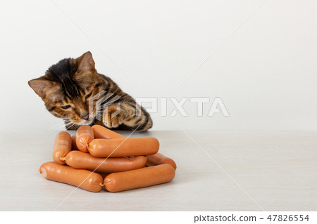 Cat being tempted by sausages on table Cat being tempted by sausages on table 47826554