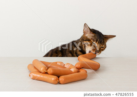 Domestic cat steals sausage on table Domestic cat steals sausage on table 47826555