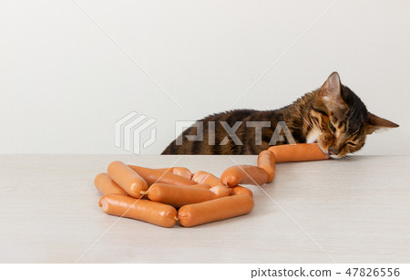 Hungry cat steals sausage on table Hungry cat steals sausage on table 47826556