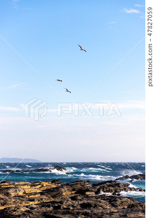 Jogashima的海鷗 Jogashima的海鷗 47827059