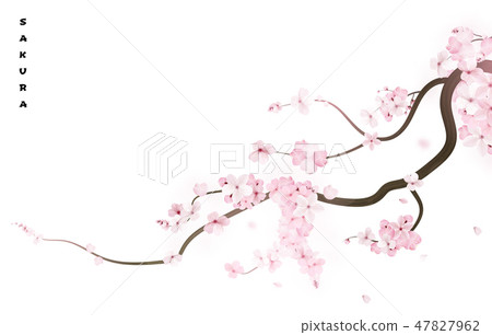 Realistic sakura japan cherry branch with blooming flowers. Vector illustration Realistic sakura japan cherry branch with blooming flowers. Vector illustration 47827962