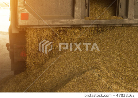 A truck unloads grain at a grain storage and processing plant, a grain storage facility, unloading 47828162