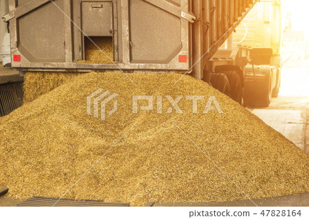 A truck unloads grain at a grain storage and processing plant, a grain storage facility, unloading 47828164