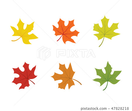 Maple leaf vector illustration Maple leaf vector illustration 47828218