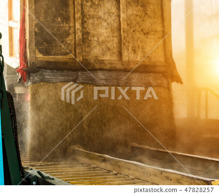 A truck loaded with grain pours grain from the body at a processing plant, seed 47828257