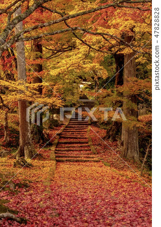 《Kyoto》 Autumn Ryuonji Temple 47828828
