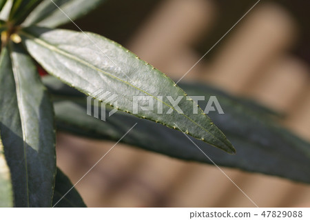A hundred leaves 47829088