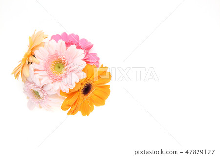 非洲菊花束 非洲菊花束 47829127