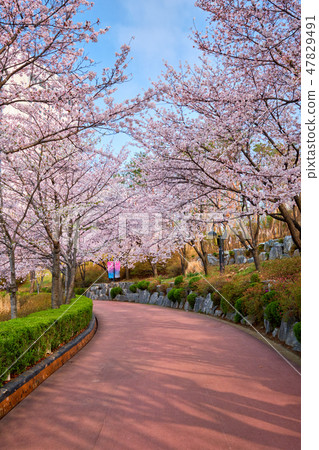 Blooming sakura cherry blossom alley in park 47829491