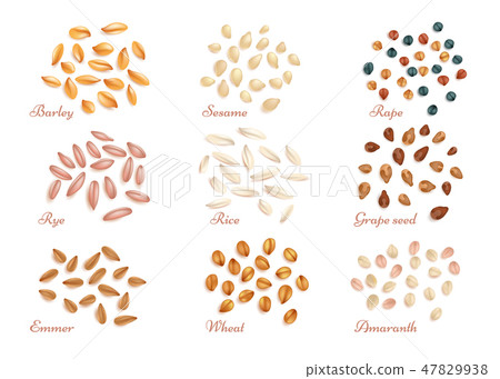 Realistic cereal grains and oil seeds vector set 47829938
