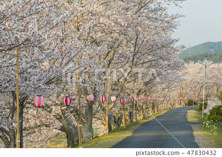 靜岡：森町大田川櫻花岸上的櫻花 47830432