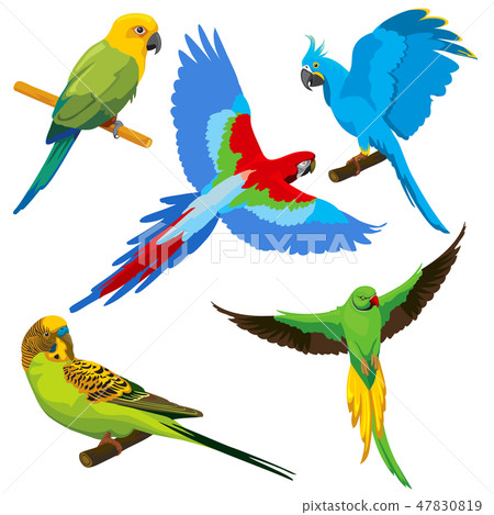 Cartoon parrots, tropical birds vector set 47830819