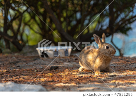 Wild Rabbit Closeup Okunoshima Rabbit Island Winter Time Seto Inland Sea Hiroshima Prefecture Japan Asia 47831295